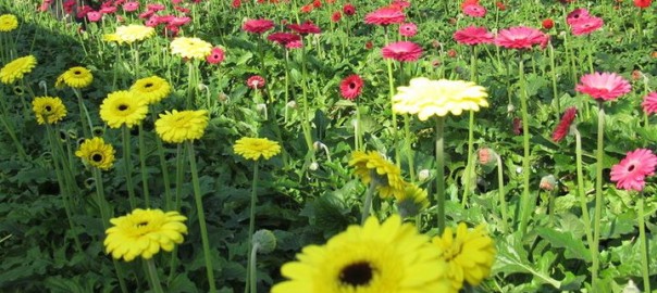 Gerbera Kosai